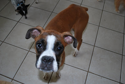 Throwback To Baby Hank & His First Trip to the Ocean! #Hank #boxer #puppy # dog #boxerdog #ocean 